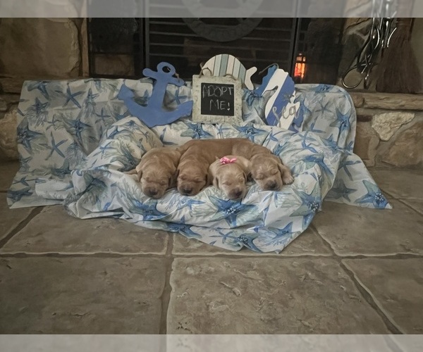 Medium Photo #2 Golden Retriever Puppy For Sale in MIRA LOMA, CA, USA