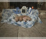 Small Photo #2 Golden Retriever Puppy For Sale in MIRA LOMA, CA, USA