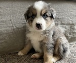 Small Photo #3 Australian Shepherd Puppy For Sale in GILBERT, AZ, USA