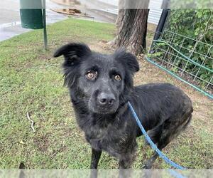German Shepherd Dog-Unknown Mix Dogs for adoption in Waco, TX, USA