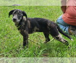 Small Catahoula Leopard Dog-Labrador Retriever Mix