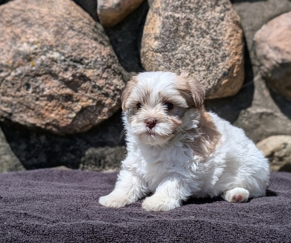 Medium Photo #14 Havanese Puppy For Sale in GOSHEN, IN, USA