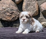 Small #13 Havanese