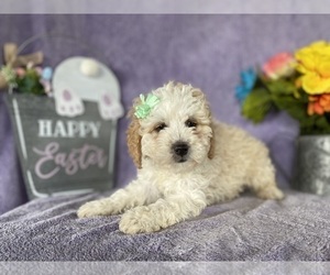 Miniature Bernedoodle Puppy for sale in LANCASTER, PA, USA