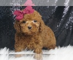 Puppy Noodles F1B Maltipoo