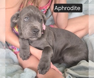 Cane Corso Puppy for sale in MINERAL WELLS, WV, USA