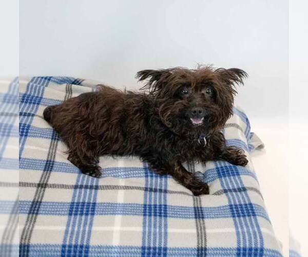 Medium Photo #3 Poodle (Miniature)-Unknown Mix Puppy For Sale in Kennesaw, GA, USA