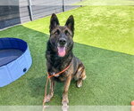 Small #1 German Shepherd Dog