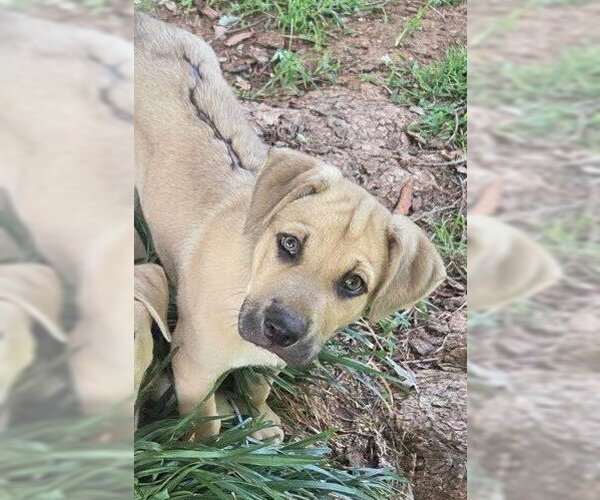 Medium Photo #3 Black Mouth Cur-Unknown Mix Puppy For Sale in Tabernash, CO, USA
