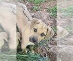 Small #2 Black Mouth Cur Mix