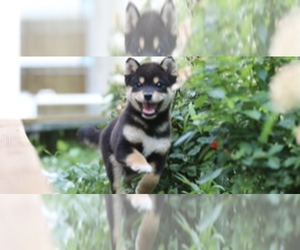 Shiba Inu Puppy for sale in SAN DIEGO, CA, USA