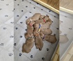 Small #1 Golden Retriever