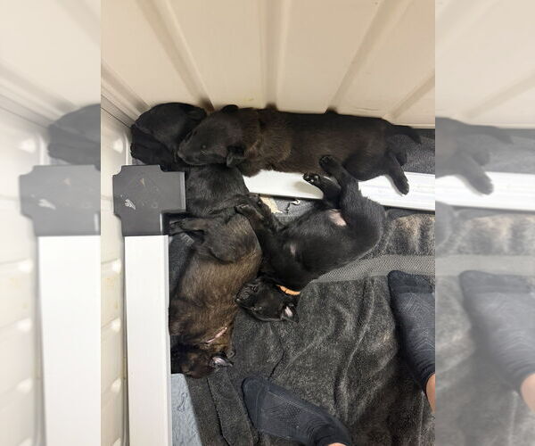 Medium Photo #1 Mutt Puppy For Sale in Imlay City, MI, USA