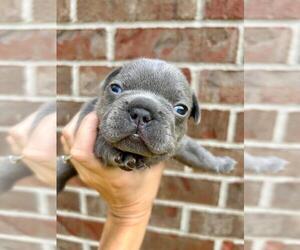 French Bulldog Puppy for sale in BENTONVILLE, AR, USA