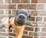 Image preview for Ad Listing. Nickname: Ollie