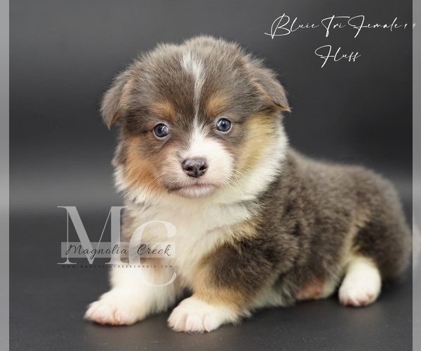 Medium Photo #7 Pembroke Welsh Corgi Puppy For Sale in FLORALA, AL, USA