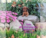 Puppy Tisha Dachshund