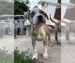 Small #2 Boxer Mix