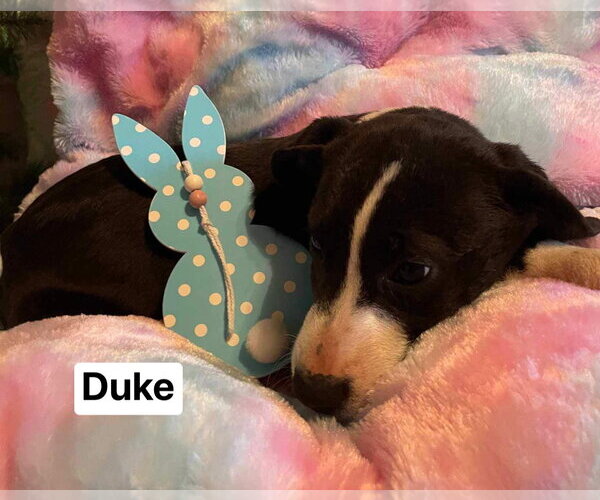 Medium Photo #5 Mutt Puppy For Sale in Ridgefield, CT, USA