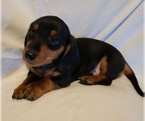 Medium Dachshund