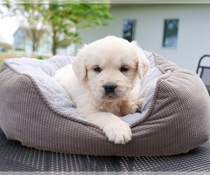 Golden Retriever Puppy for sale in SYRACUSE, IN, USA