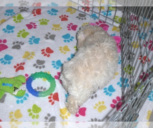 Medium Photo #4 Havanese-Poodle (Toy) Mix Puppy For Sale in ORO VALLEY, AZ, USA