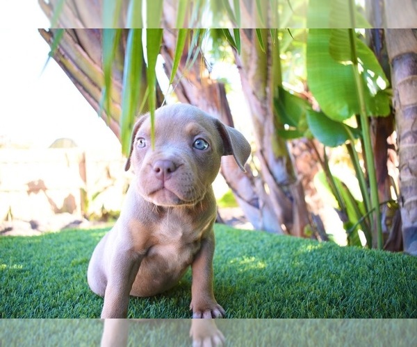 Medium Photo #6 American Bully Puppy For Sale in DELTONA, FL, USA