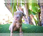 Small Photo #6 American Bully Puppy For Sale in DELTONA, FL, USA