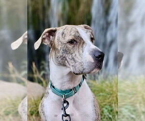 American Pit Bull Terrier-Whippet Mix Dogs for adoption in Citrus Heights, CA, USA