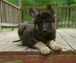 Small Photo #4 German Shepherd Dog Puppy For Sale in SALEM, MO, USA