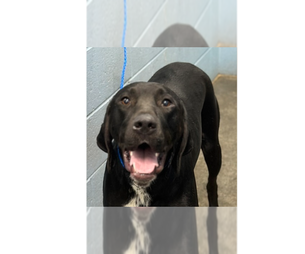 Medium Photo #2 Retriever -Unknown Mix Puppy For Sale in Evansville, IN, USA