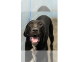 Small #1 Retriever  Mix