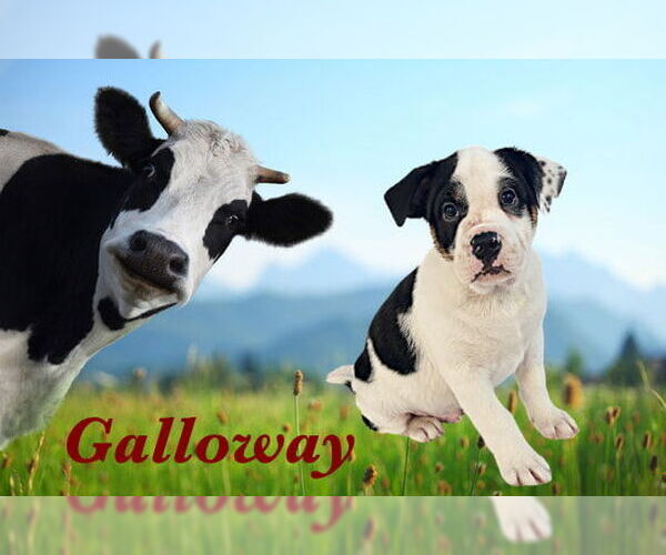 Medium Photo #1 Bulldog-Unknown Mix Puppy For Sale in Modesto, CA, USA