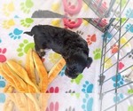 Small #5 Havanese