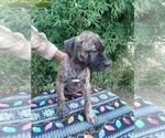 Small Photo #7 Presa Canario Puppy For Sale in ROANOKE, VA, USA