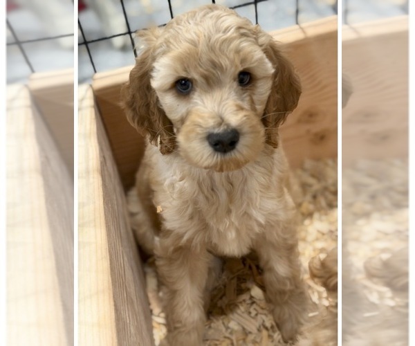 Medium Photo #8 Labradoodle Puppy For Sale in LAS VEGAS, NV, USA