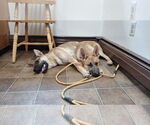 Small #13 German Shepherd Dog Mix