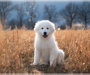 Great Pyrenees Puppy for sale in WITTMANN, AZ, USA