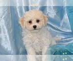 Small Photo #2 Bichpoo Puppy For Sale in ELDORADO, OH, USA