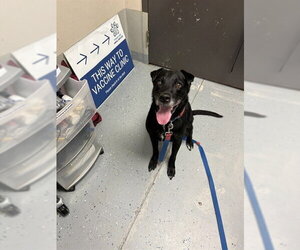 Labrador Retriever Dogs for adoption in Sugar Land, TX, USA