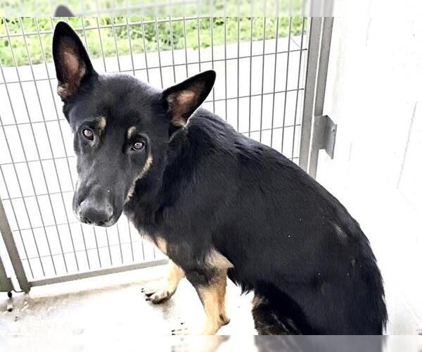 Medium Photo #1 German Shepherd Dog Puppy For Sale in Houston, TX, USA