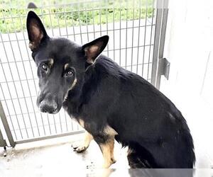 German Shepherd Dog Dogs for adoption in Houston, TX, USA