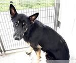 A663138 - Female German Shepherd Dog Dog for Adoption - Small photo