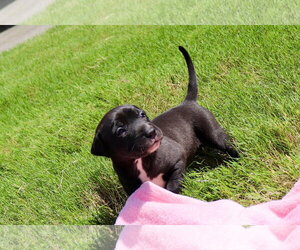 American Staffordshire Terrier-Labrador Retriever Mix Dogs for adoption in Atlanta, GA, USA