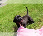 Small American Staffordshire Terrier-Labrador Retriever Mix