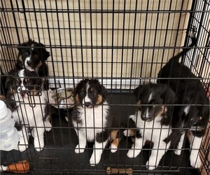 Australian Shepherd Puppy for sale in FORTVILLE, IN, USA