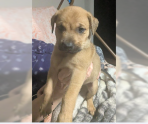 Mutt Dogs for adoption in Decatur, GA, USA