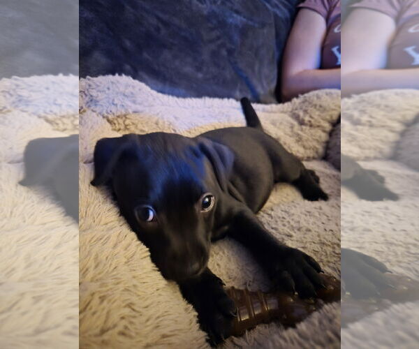 Medium Photo #3 American Pit Bull Terrier-Unknown Mix Puppy For Sale in Holly Springs, NC, USA