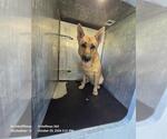 JAX 2 - Male German Shepherd Dog-Unknown Mix Dog for Adoption - Small photo