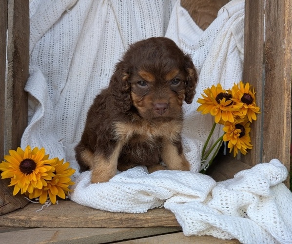 Medium Photo #25 Cock-A-Poo Puppy For Sale in GOSHEN, IN, USA